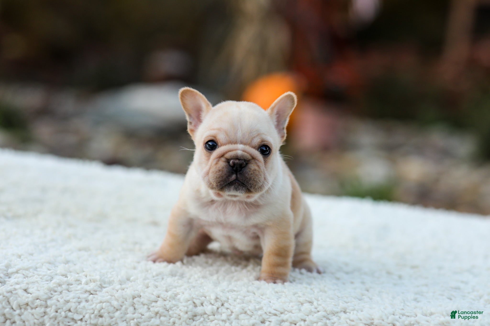 French Bulldog dogs for sale: Jill - Cream - Ad 1