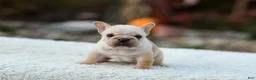 French Bulldog dogs for sale: Jill - Cream - Ad 1