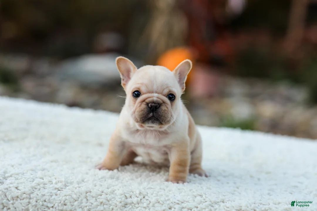 French Bulldog dogs for sale: Jill - Cream - Ad 1