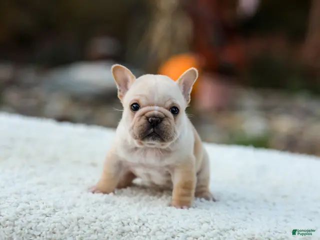 French Bulldog dogs for sale: Jill - Cream - Ad 1