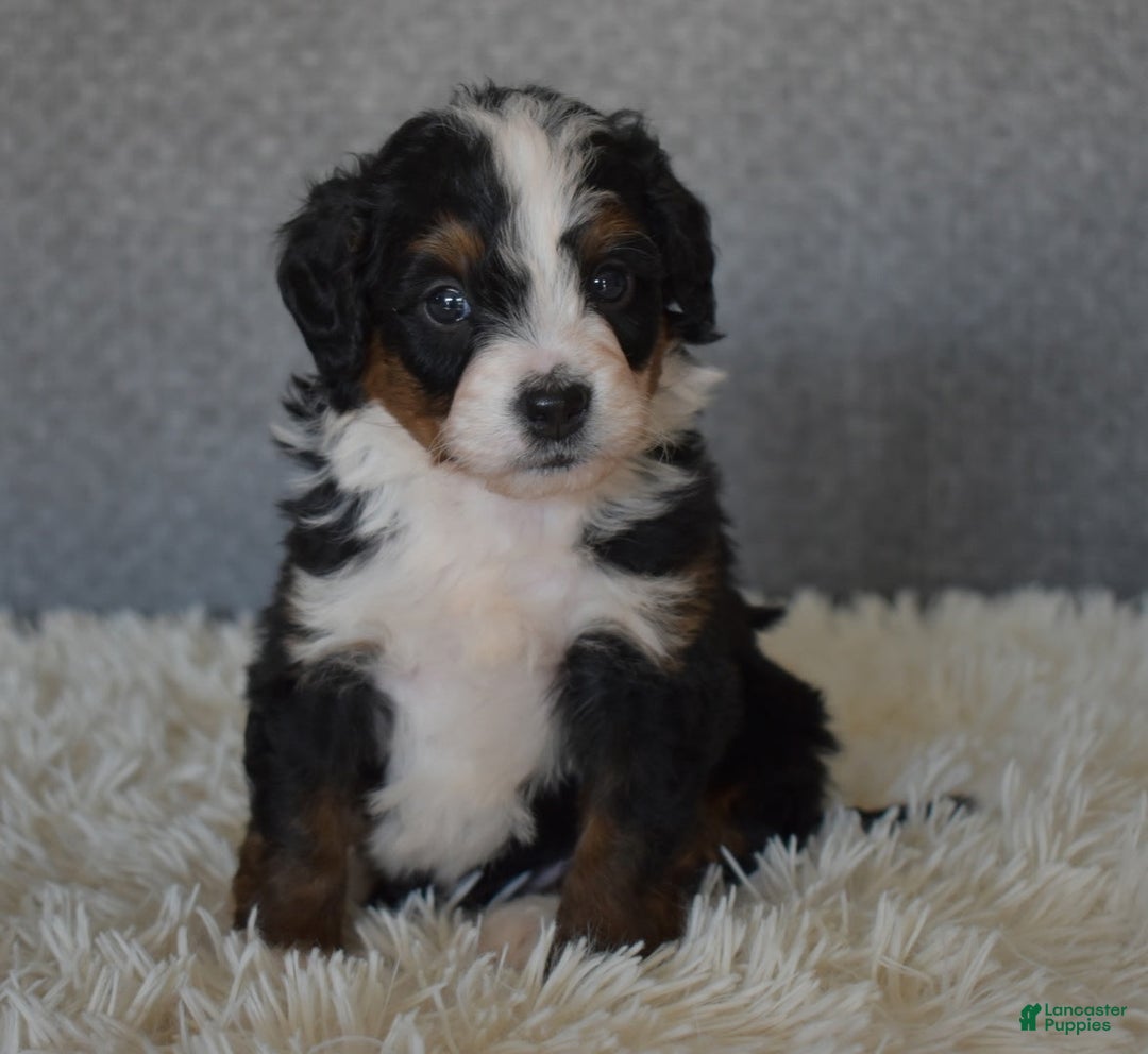 Mini Bernedoodle dogs for sale: Marley  - Ad 6