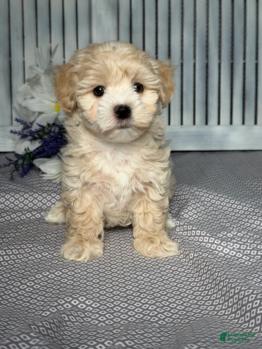 Maltipoo dogs for sale: Maltipoo Puppy 2 - Ad 1