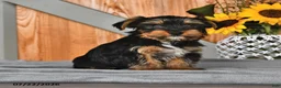 Mixed Breed dogs for sale: Raymond - Ad 4