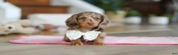 Miniature Dachshund dogs for sale: Jewel - Ad 3