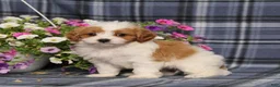 Cavapoo dogs for sale: BJ's Willow - Ad 3