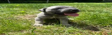 Cane Corso Puppy 5
