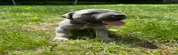 Cane Corso dogs for sale: Cane Corso Puppy 5 - Ad 1