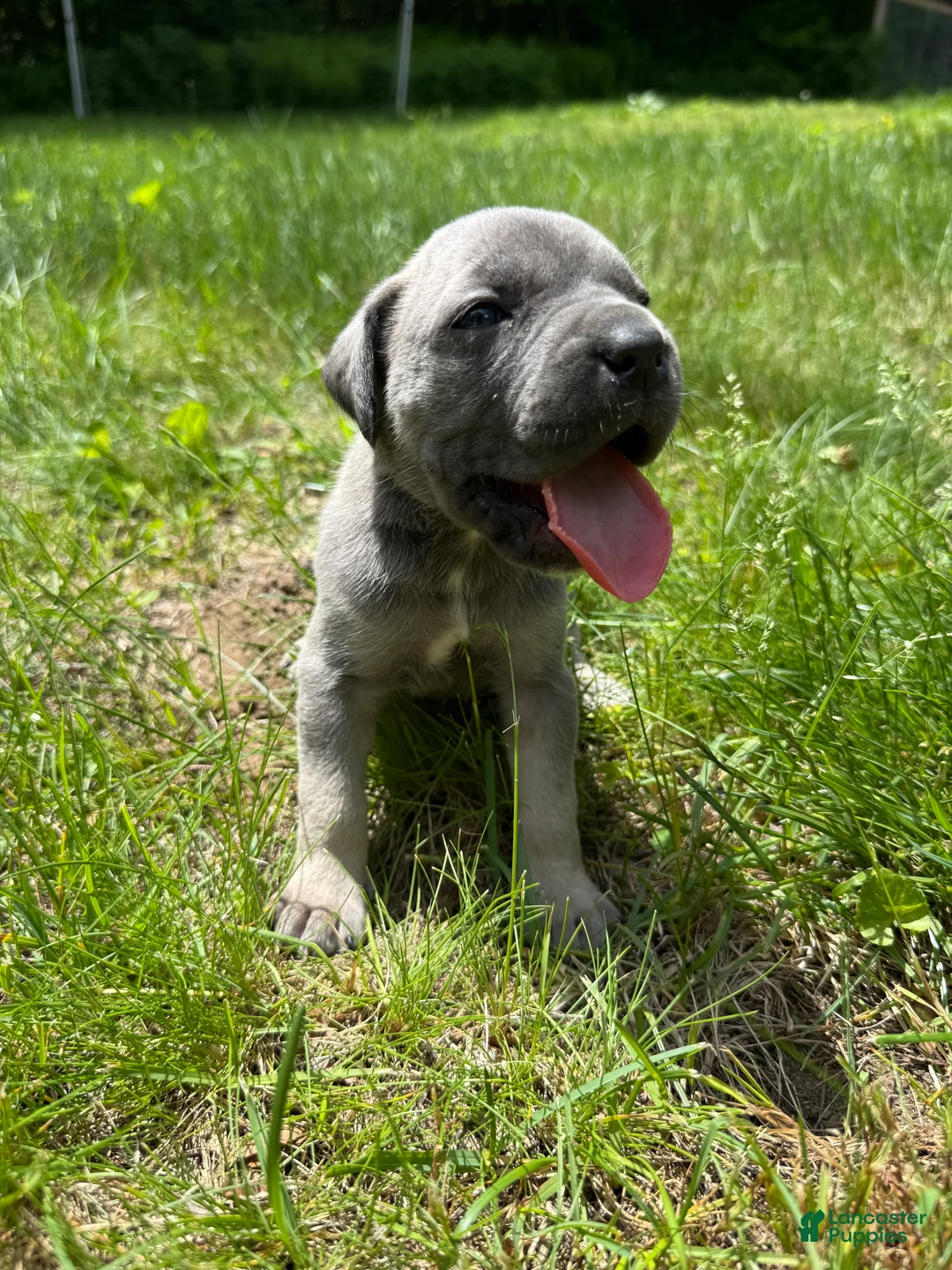 Cane Corso dogs for sale: Cane Corso Puppy 5 - Ad 1