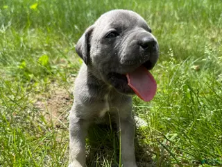Cane Corso dogs Cane Corso Puppy 5 - Ad 16
