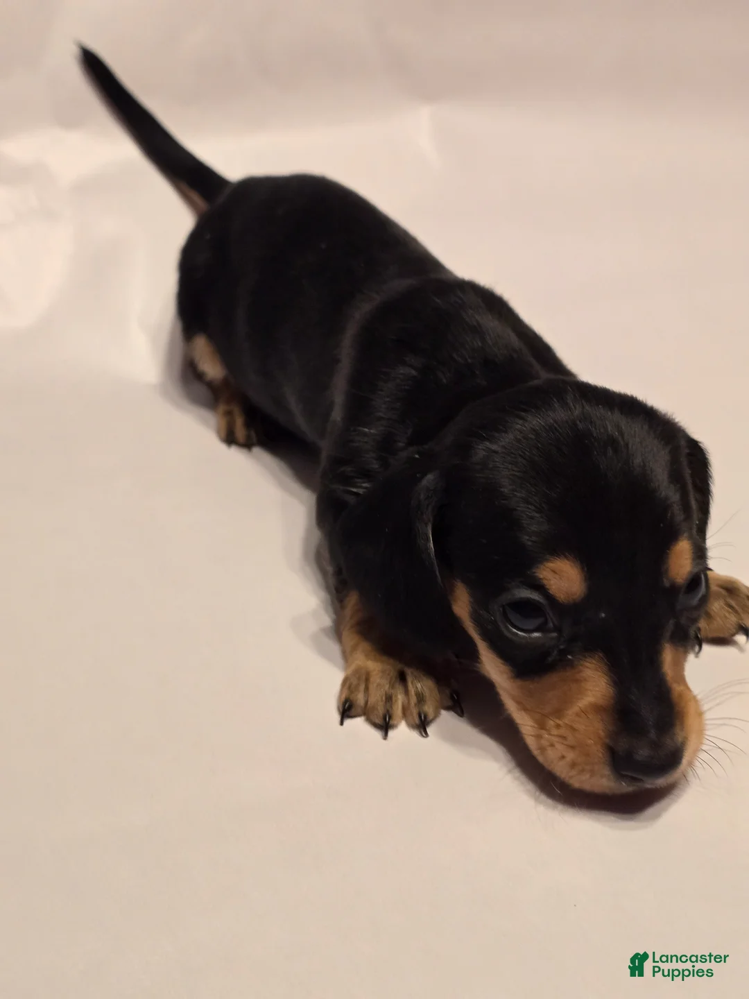 Miniature Dachshund dogs for sale: Bandit - Ad 4