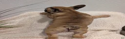 French Bulldog dogs for sale: French Bulldog Girl - Ad 4