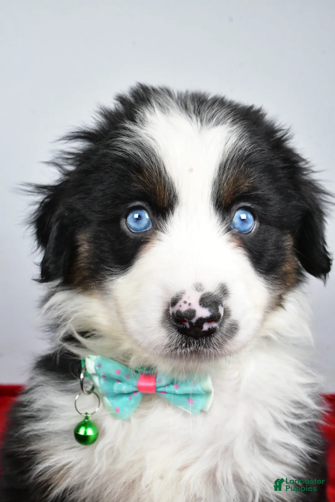 Miniature Australian Shepherd dogs for sale: Rambo - Ad 2
