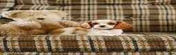 Cavalier King Charles Spaniel dogs for sale: Karen - Ad 3