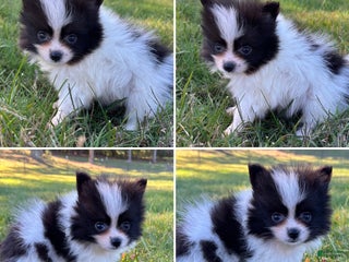 Pomeranian dogs - Ad 15