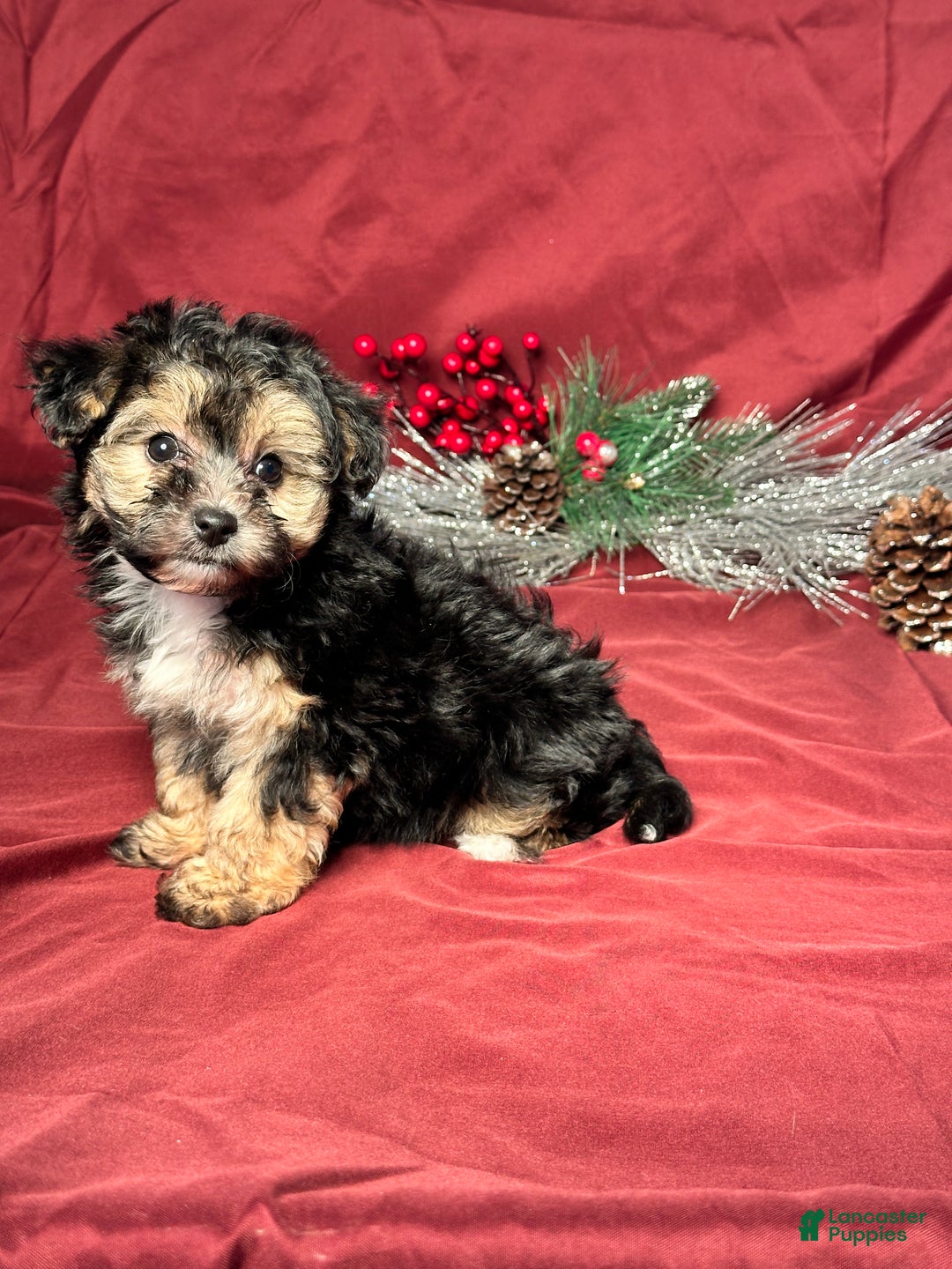 Yochon dogs for sale: Debbie - Ad 2