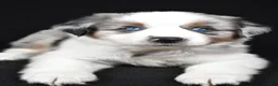 Miniature Australian Shepherd dogs for sale: Archie - Ad 8