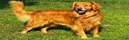 Golden Retriever dogs for sale: Golden Retriever Puppy 9 - Ad 4