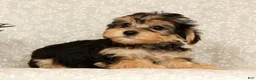 Yochon dogs for sale: Kathy - Ad 4