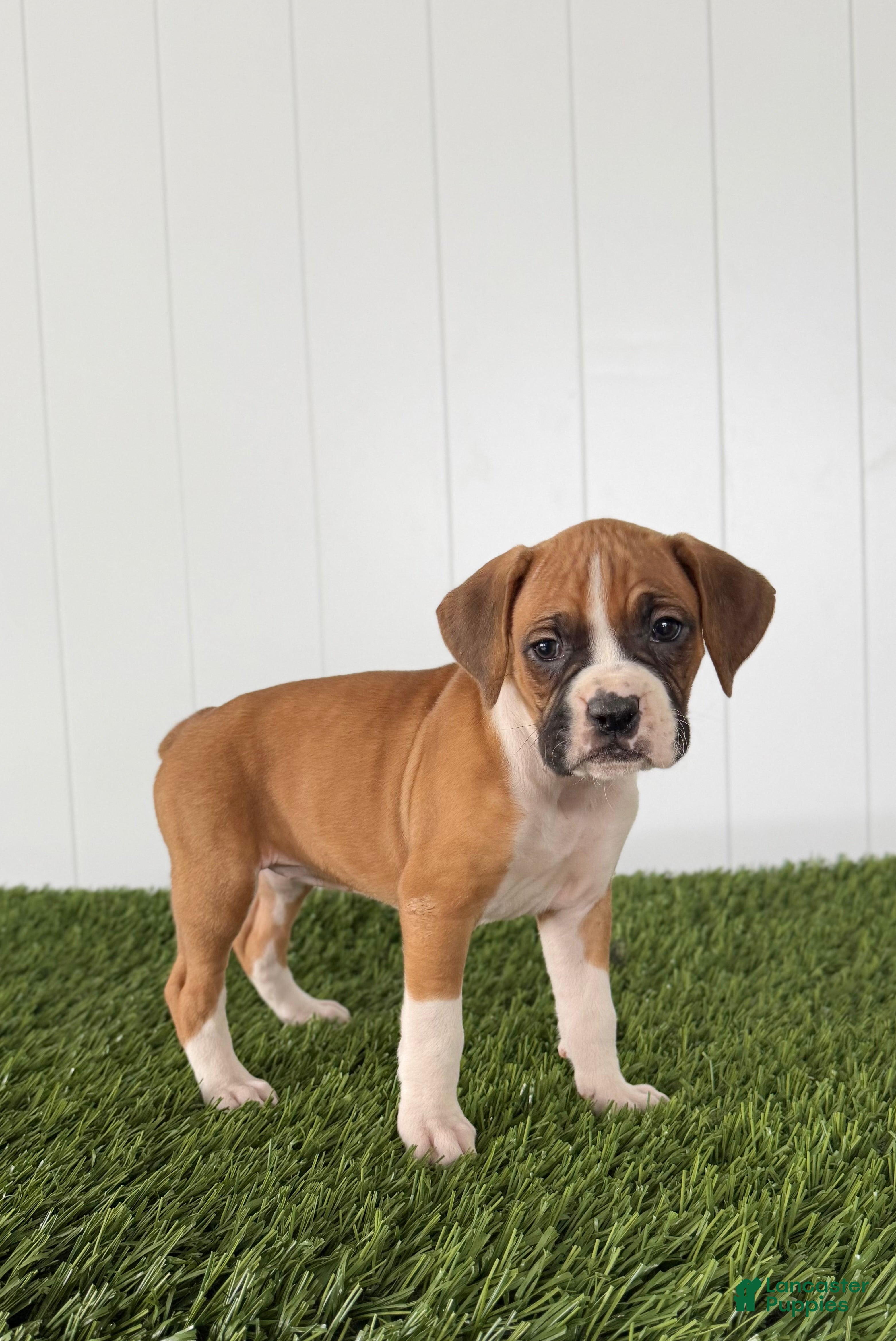 Boxer dogs Piper - Ad 1