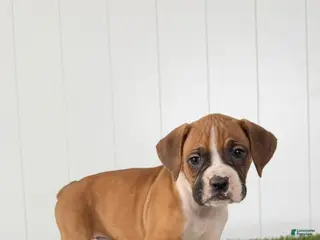 Boxer dogs for sale: Piper - Ad 1