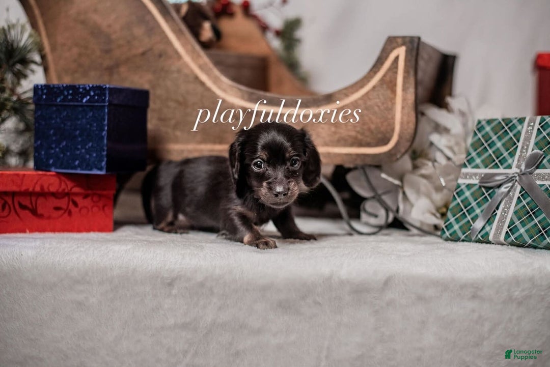 Miniature Dachshund dogs for sale: Orange Collar Boy Black & Tan Dachshund  - Ad 5