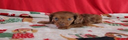 Miniature Dachshund dogs for sale: Andy - Ad 2