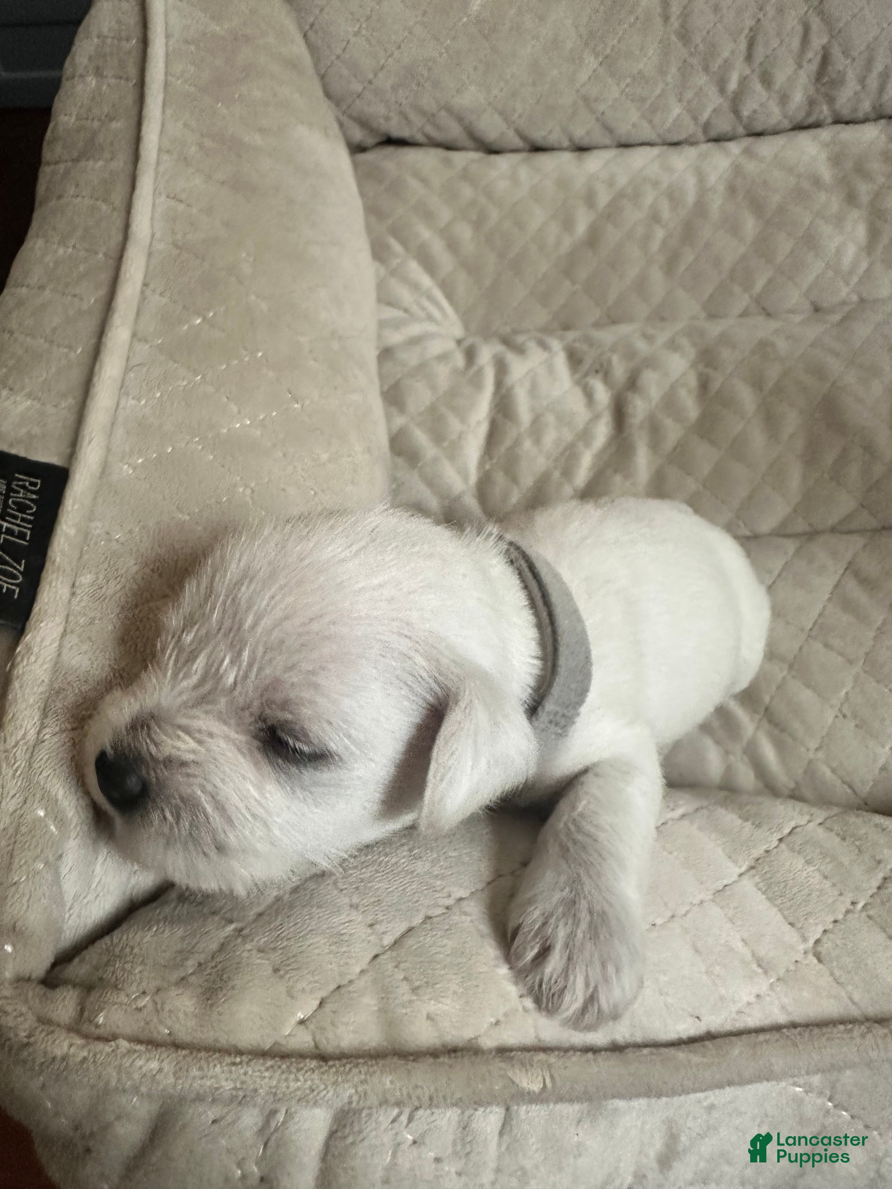 Miniature Schnauzer dogs Miniature Schnauzer 2 Charlie - Ad 5