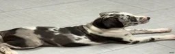 Catahoula Leopard Dog dogs for sale: Catahoula Leopard Dog "Black Eyed Pea" - Ad 3