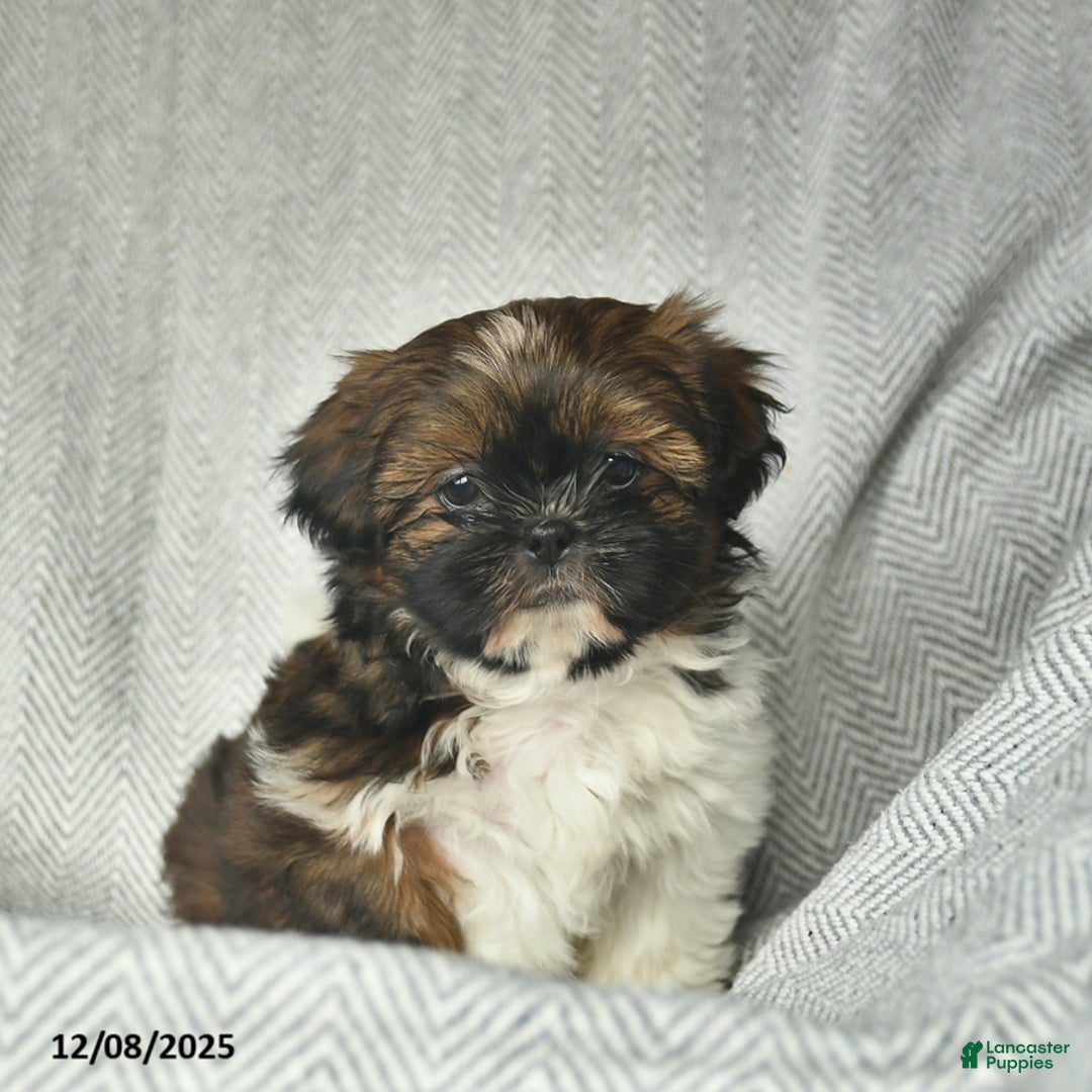 Shih Tzu dogs for sale: Marcie  - Ad 2