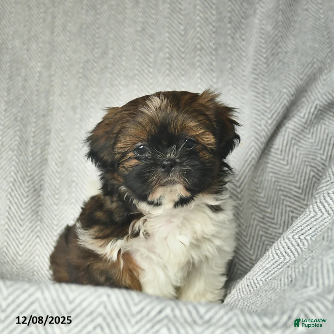 Shih Tzu dogs for sale: Marcie  - Ad 2