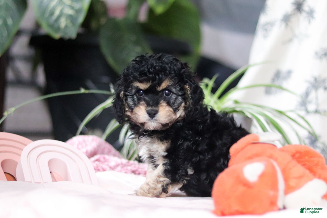 Cavapoo dogs for sale: Blaire - Ad 10