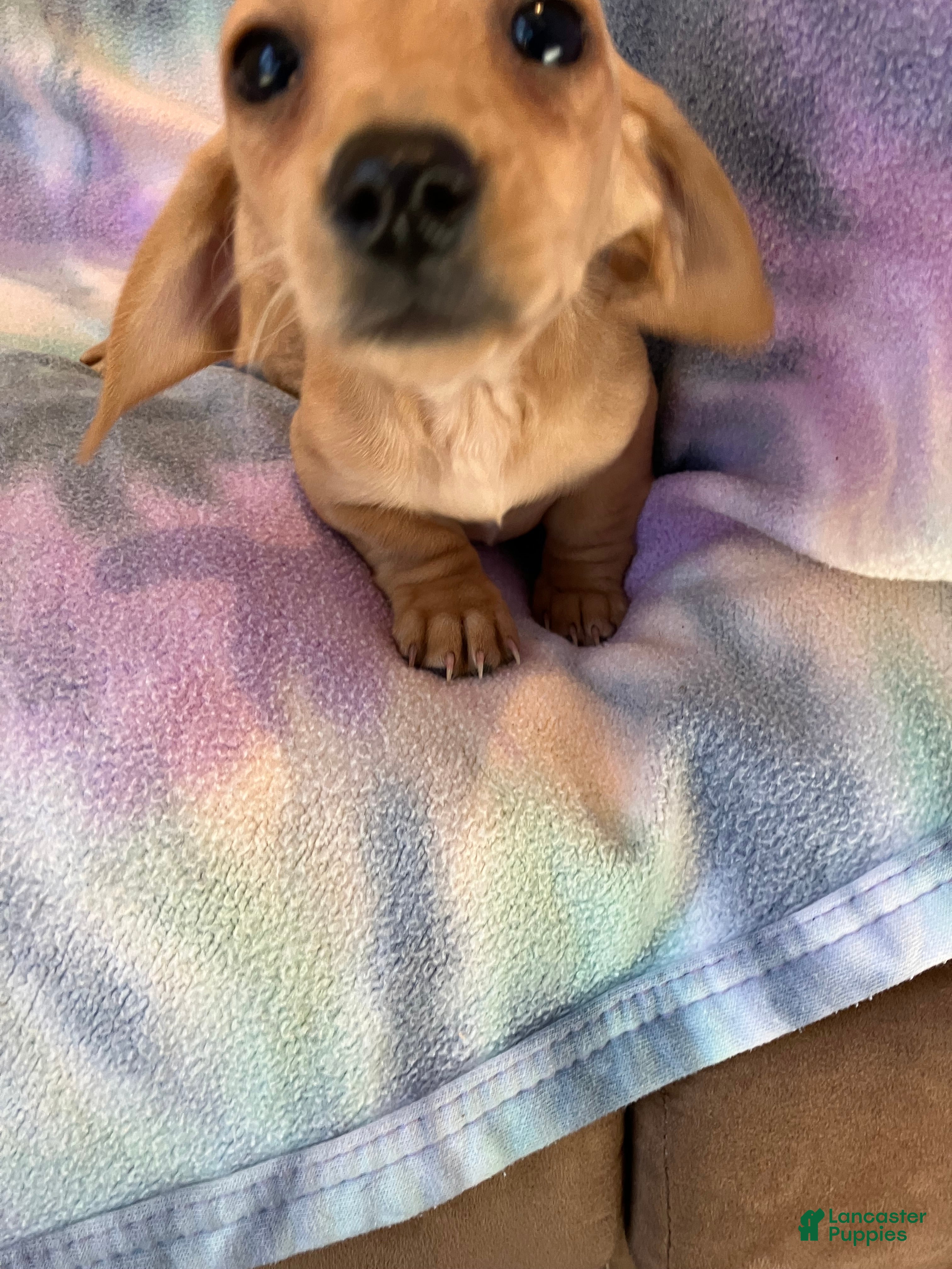 Miniature Dachshund dogs Rose of Nyland  - Ad 18