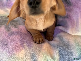 Miniature Dachshund dogs Rose of Nyland - Ad 18