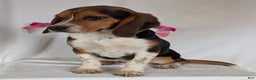 Beagle dogs for sale: Ross - Ad 11