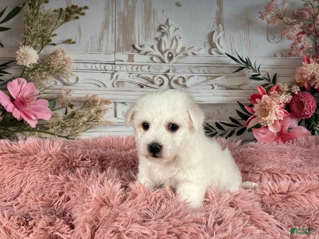 Bichon Frise dogs for sale: AKC-Nena - Ad 6