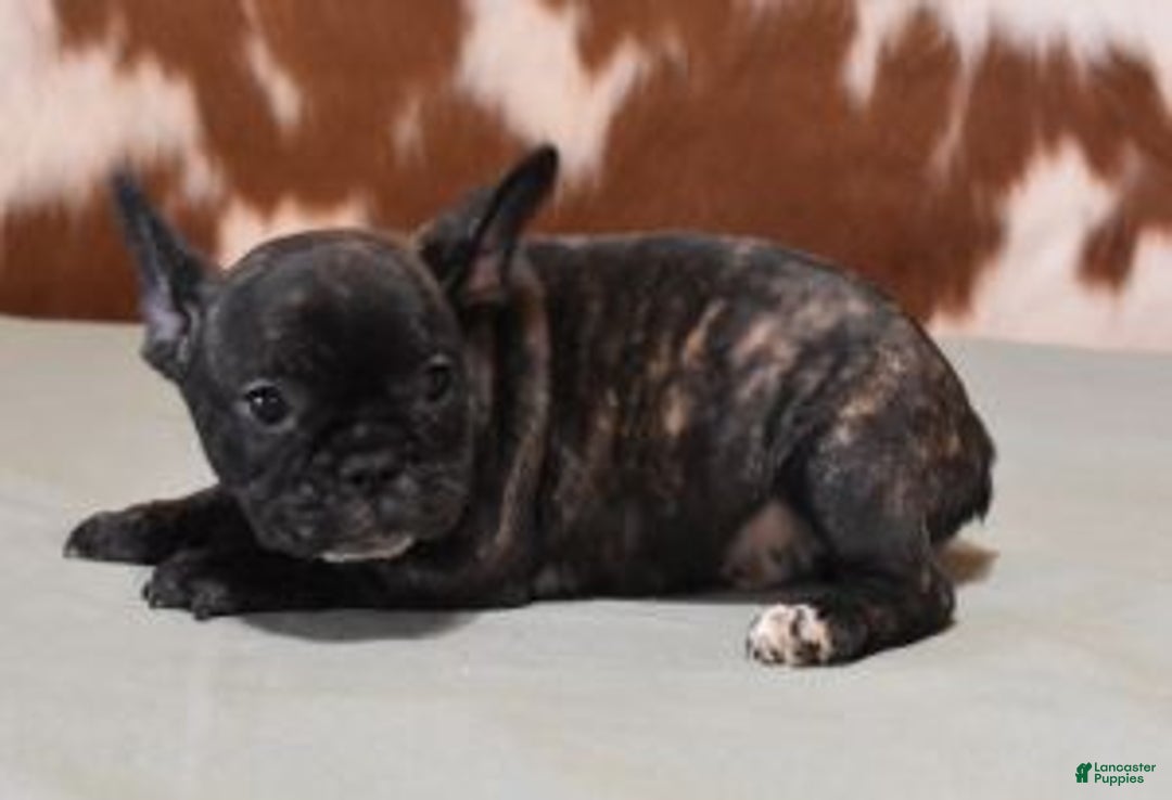 French Bulldog dogs for sale: CASH, BRINDLE MALE - Ad 4