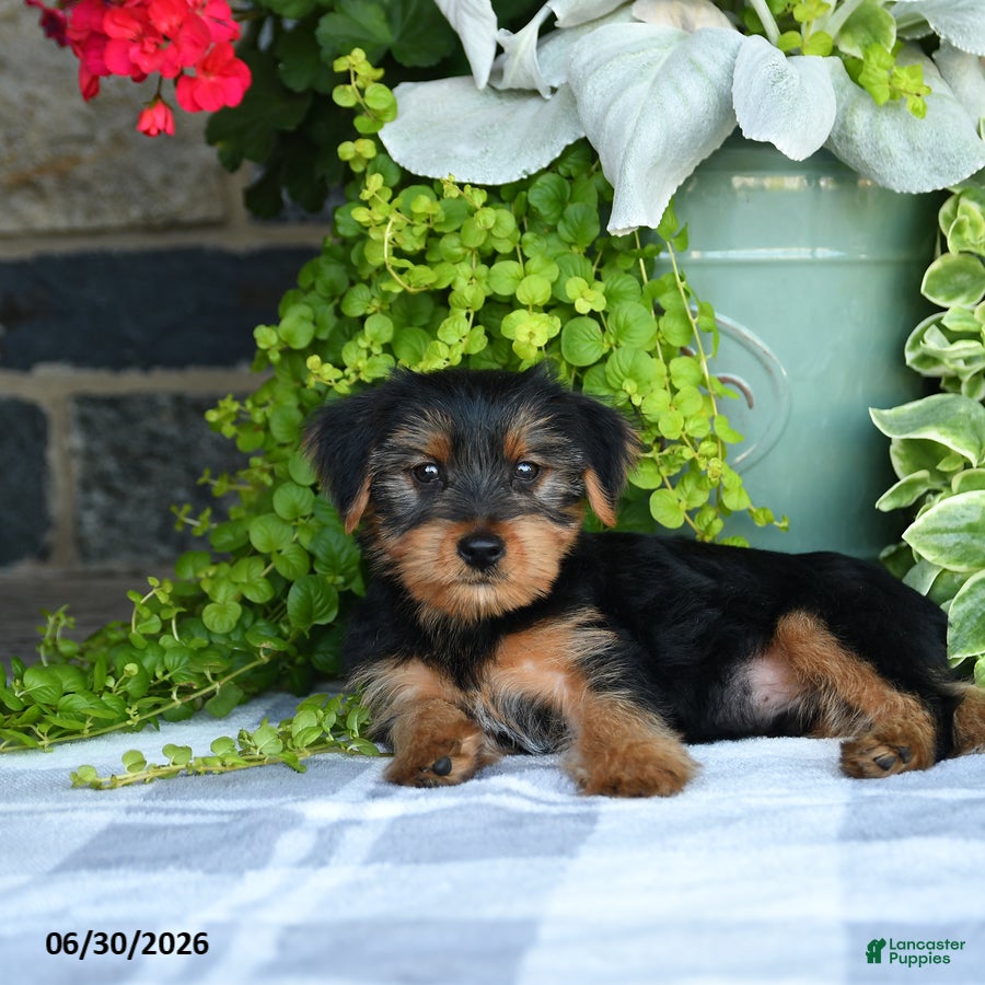 Yorkshire Terrier dogs Fred - Ad 2