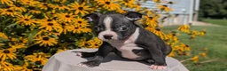 Boston Terrier dogs for sale: Tyson - Ad 8