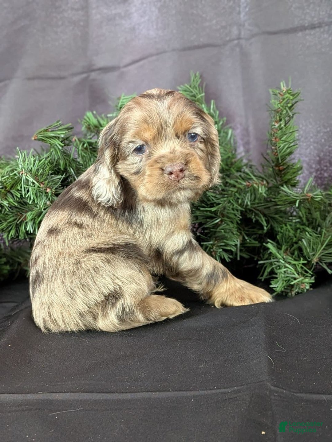 Cocker Spaniel dogs for sale: Vito - Ad 1