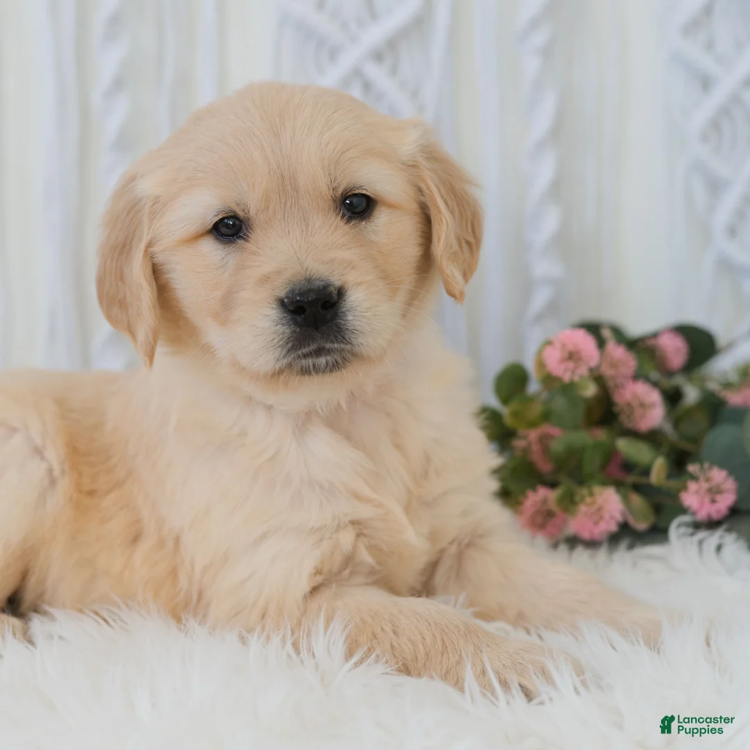 Golden Retriever dogs for sale: Belle  - Ad 1