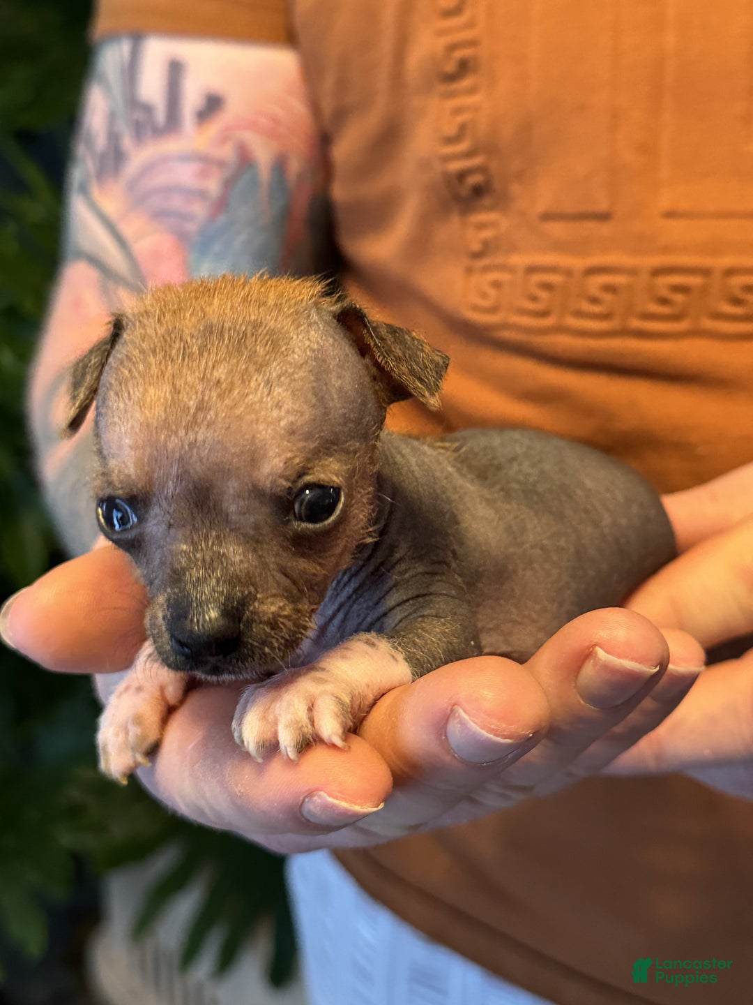 Mixed Breed dogs for sale: Chief - Ad 9