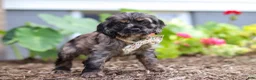 Cocker Spaniel dogs for sale: Jewel - Ad 8