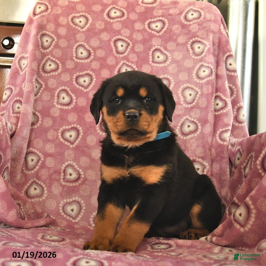 Rottweiler dogs Serena  - Ad 2