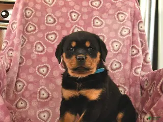 Rottweiler dogs Serena - Ad 14