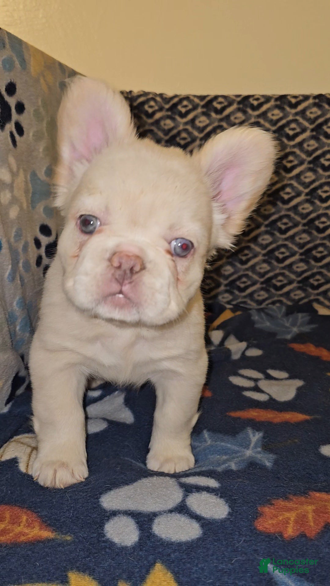 French Bulldog dogs French Bulldog Puppy 4 - Ad 25