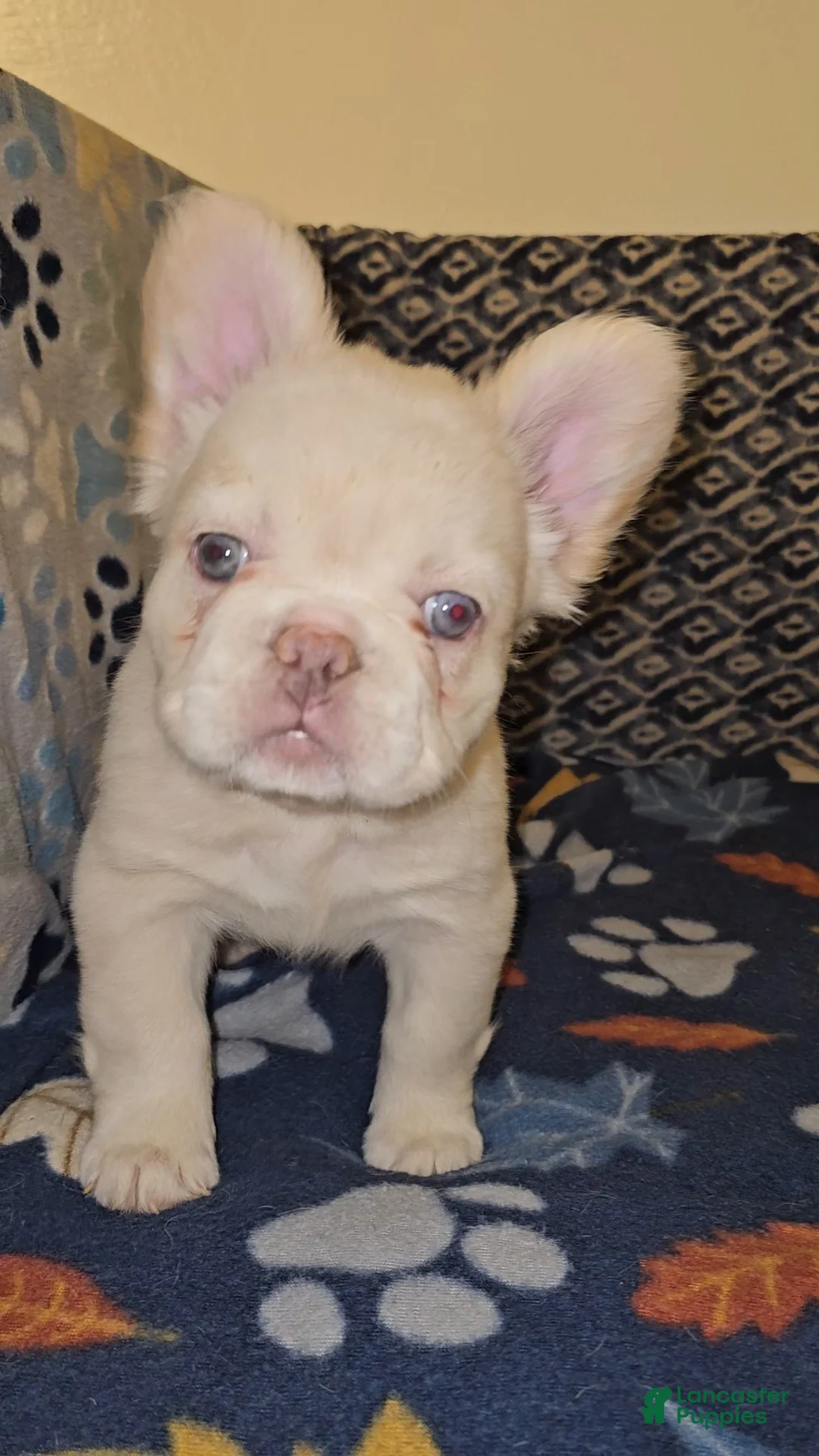 French Bulldog dogs for sale: French Bulldog Puppy 4 - Ad 1
