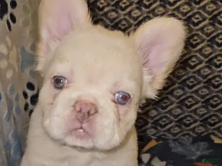 French Bulldog dogs French Bulldog Puppy 4 - Ad 25