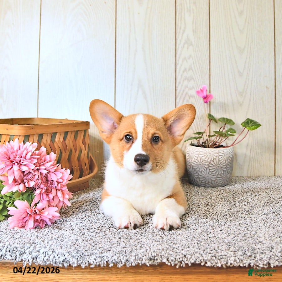 Welsh Corgi Pembroke dogs Bruce - Ad 2