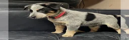 Australian Cattle Dog dogs for sale: Australian Cattle Dog 2 - Ad 2