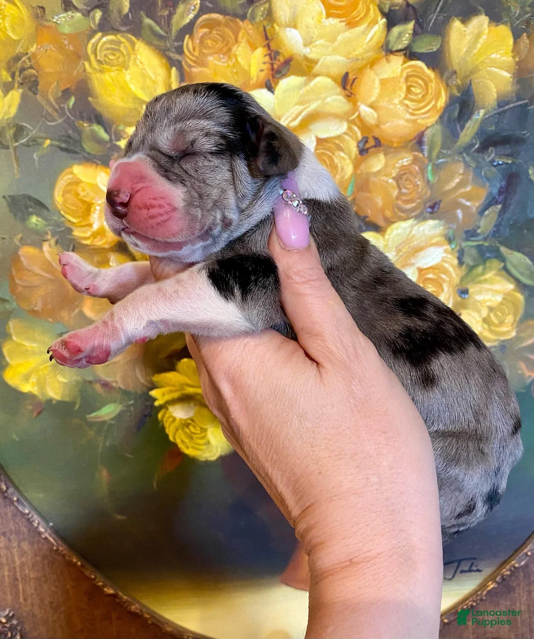 Great Dane dogs for sale: Obisidian Wildfire Cinder - Ad 2
